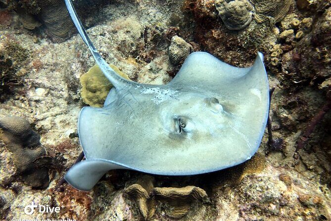PADI Open Water Diver Course in Bayahibe - The 3-day flow: what you’ll do each step