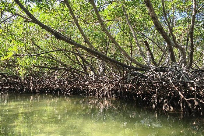 Paradise Island & Mangroves Tour - Paradise Island (Cayo Arena): Beach, Fruits, and Guided Snorkeling