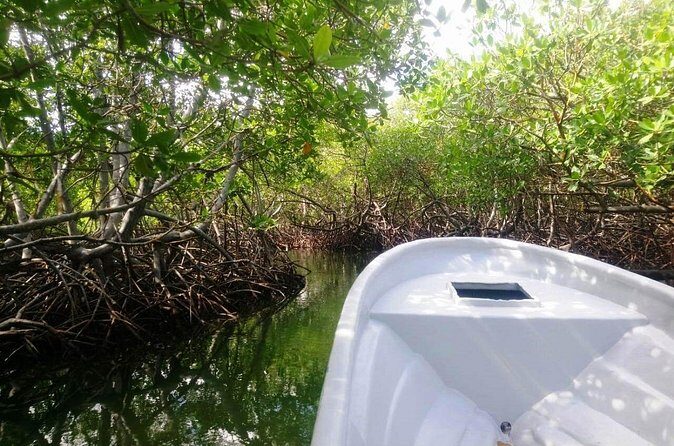 Paradise Island & Mangroves Tour - Price and Value: What $89 Buys You in Real Terms