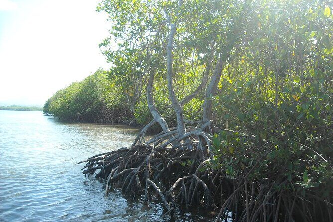 Private Boat Nature Tour of Saona Island - The Sea Turtle Conservation Project: A Purposeful Stop, Not Just a Photo