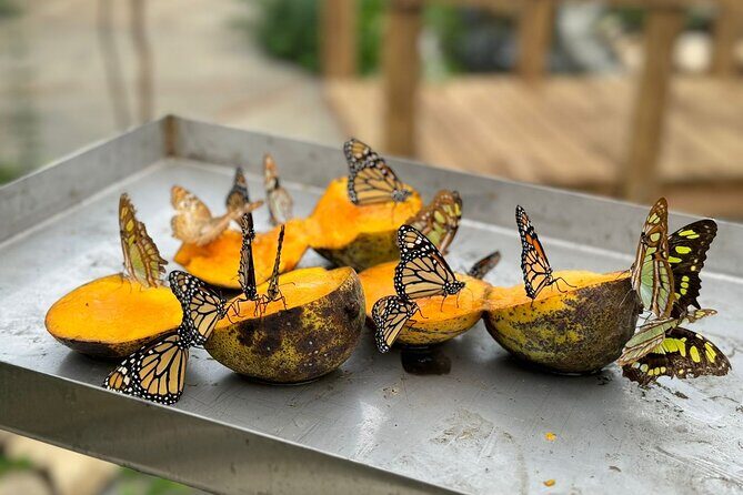 Puerto Plata City Tour with Butterfly Garden - Key Highlights You Should Know Before You Go