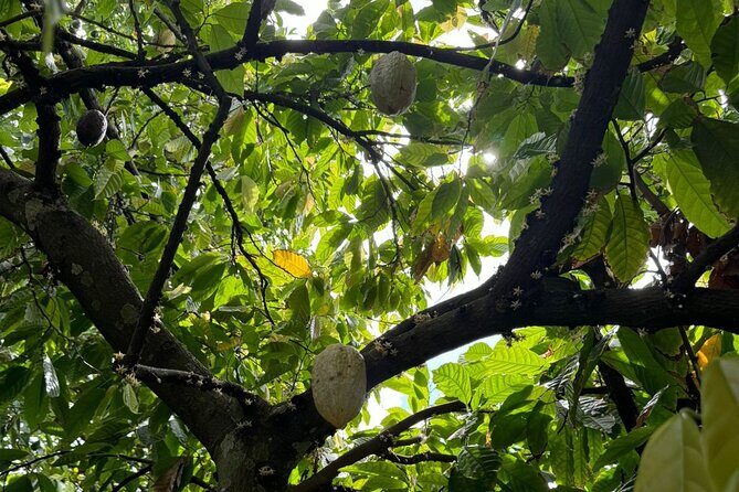 Puerto Plata City Tour with Butterfly Garden - Guide Style, Vehicle Comfort, and Group Size: What Helps the Day Go Smoothly
