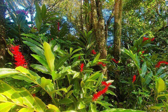 Puerto Plata City Tour with the Mount Isabel, Rum & Chocolate - Cable car reality check: still get the mountain, but plan for the closure