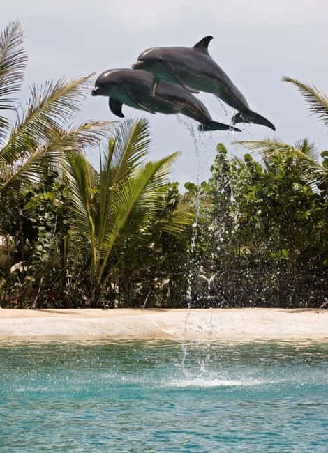Puerto Plata: Dolphin Encounter at Ocean World - Who Should Book (and Who Might Want a Different Option)