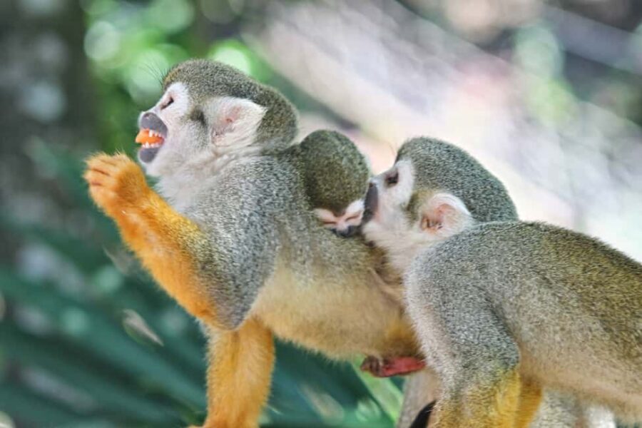 Puerto Plata: Monkeyland and Zip-Line Adventure - Safety, Comfort, and Who Should Skip It