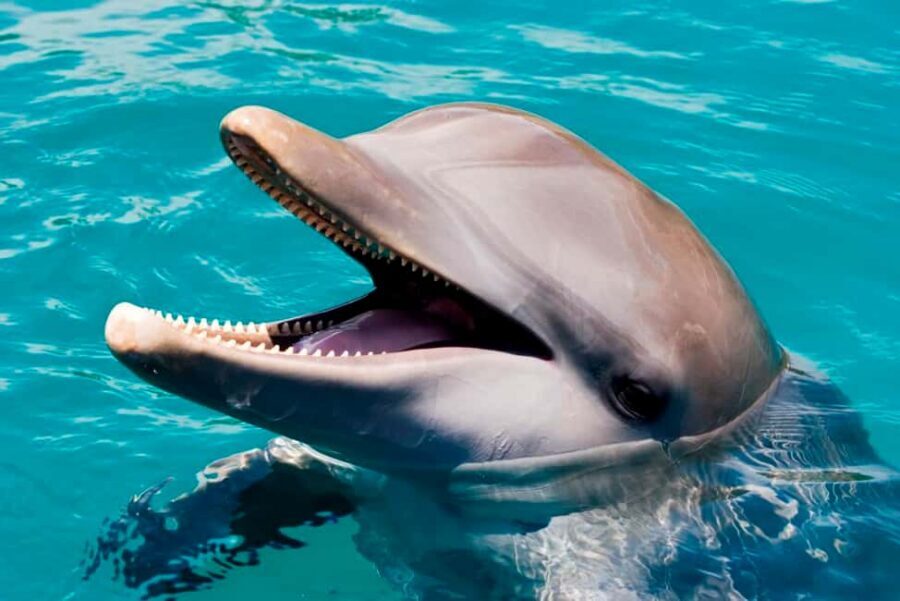 Puerto Plata: Ocean World Adventure Park Day Pass - Key Highlights You’ll Actually Feel During the Day