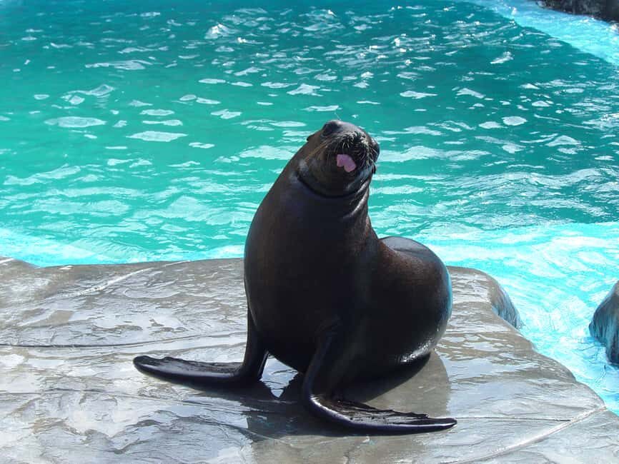 Puerto Plata: Ocean World Adventure Park Day Pass - Snorkeling at the Tropical Reef Aquarium: Colorful Fun With Clear Rules