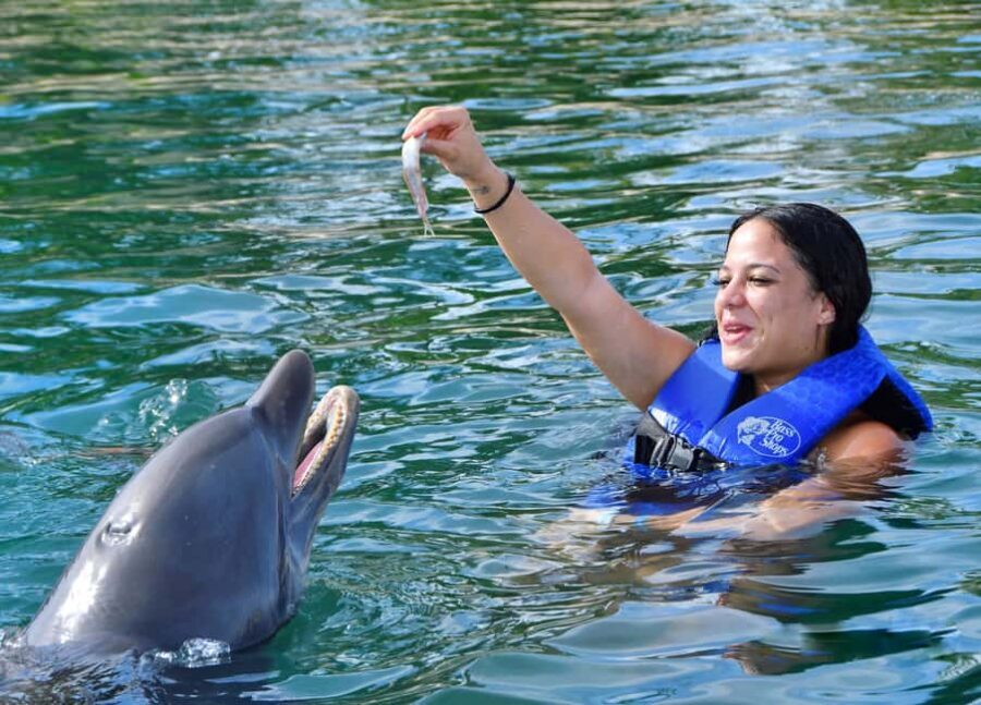 Puerto Plata Ocean World Dolphin Swim - What You Really Do: From Dolphin Lecture to 30-Minute Swim