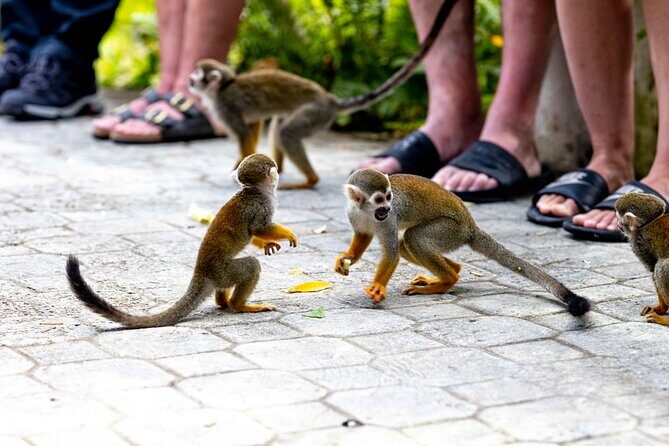 Punta Cana Monkeyland and Zipline Two Adventures in One Day - Lunch, Bottled Water, and the Photo Reality Check