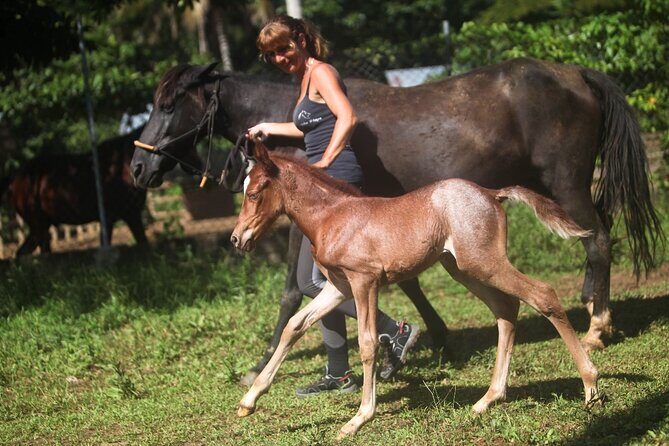 Ride Horses on the Beach - Samana Peninsula Trails: Mango, Coffee, Cocoa, and Quiet Beauty