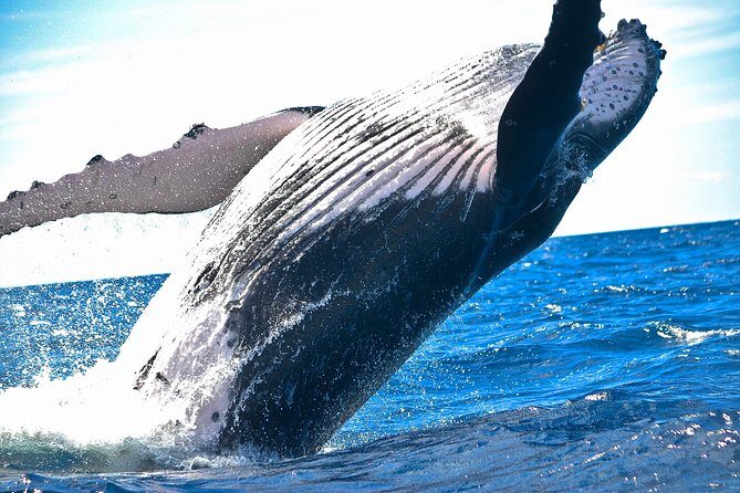 Samaná Whale Watching + Cayo Levantado (Bacardi Island). - Samana whale watching + Cayo Levantado: why this combo makes sense
