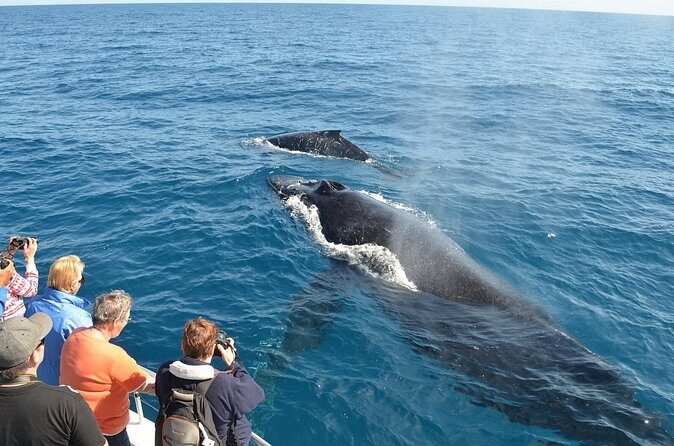 Samaná Whale Watching + Cayo Levantado (Bacardi Island). - Meeting point in Samana: where to show up and what to watch for
