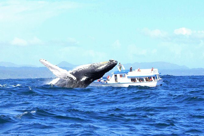 Samaná Whale Watching + Cayo Levantado (Bacardi Island). - The full-day schedule: what 8:45 AM to 5:00 PM really feels like