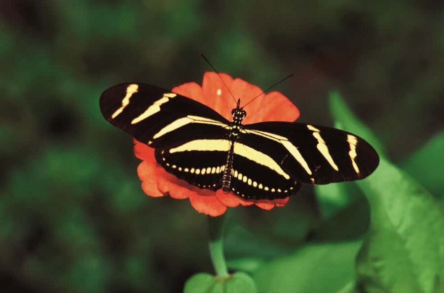 Santo Domingo: Natural Treasures of the City - Santo Domingo’s Nature Side: A Quick Trip That Feels Like a Full Morning