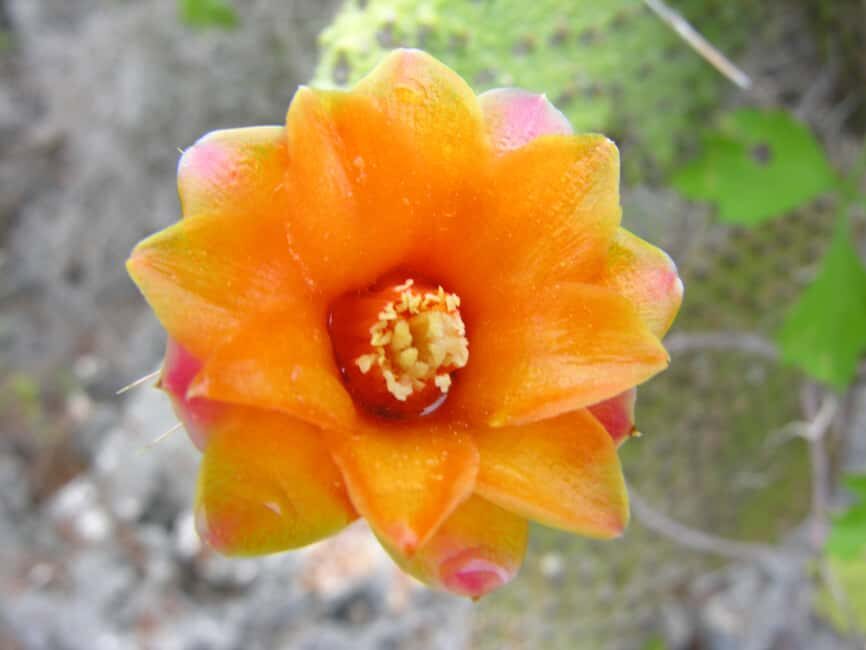 Santo Domingo: Natural Treasures of the City - Three Eyes National Park: Limestone Caves and the Fourth Eye Boat Ride
