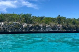 Saona Island for Marella Discovery Passengers from La Romana Port - Penon and mangroves: learning you can actually connect to