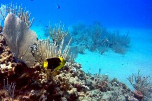 Shared 2 hours Sosúa Bay Snorkeling with Professional Guide - Two Snorkel Sessions in Calm Water: How the Time Breaks Down