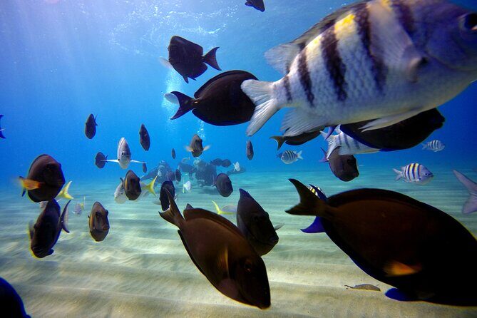 Shared 2 hours Sosúa Bay Snorkeling with Professional Guide - Boat Ride Comfort: Snacks, Water, and Not Feeling Rushed