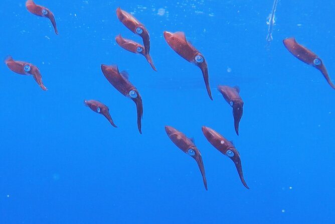 Shared 2 hours Sosúa Bay Snorkeling with Professional Guide - Price and Value: Is $45 Worth It?