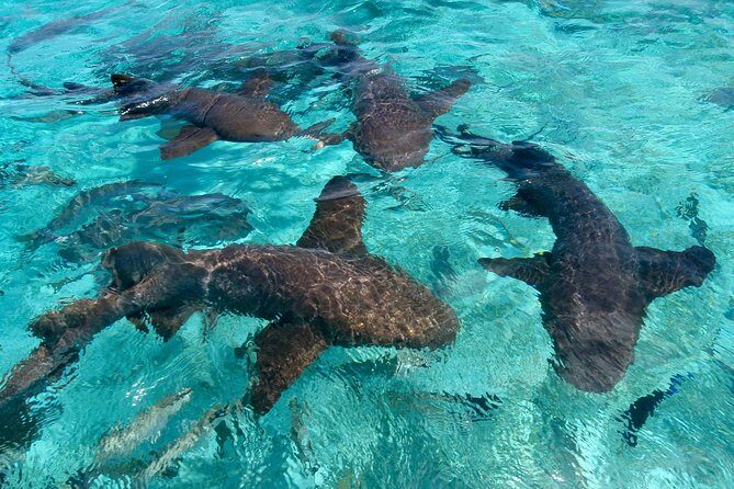 Sharks & Stingrays Snorkeling in Punta Cana with Parasailing - Snorkeling Equipment and the Safety Briefing That Actually Matters