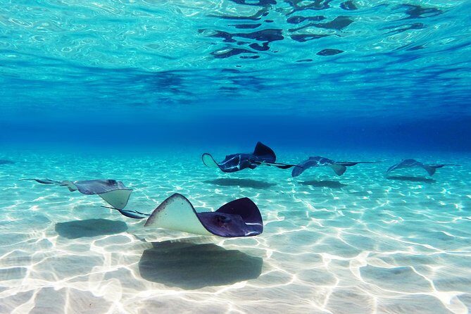 Small Group Snorkeling, Sharks & Stingrays Encounter by boat - Key things to know before you go