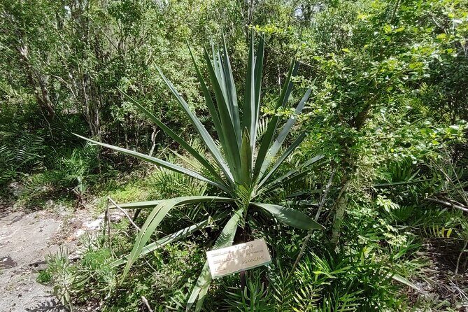 Snorkeling in the Cenotes of Bayahibe - Snorkeling gear and how to make the most of it