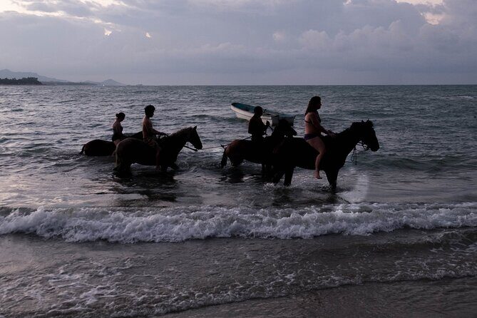 Sunset Horseback Riding in Puerto Plata - Horses, Care, and Guide Energy: What the Best Feedback Really Points To