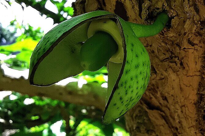 Taino Valley Tropical Park Puerto Plata Tubagua - Fruit tasting and Dominican coffee: what’s included and why it’s worth it