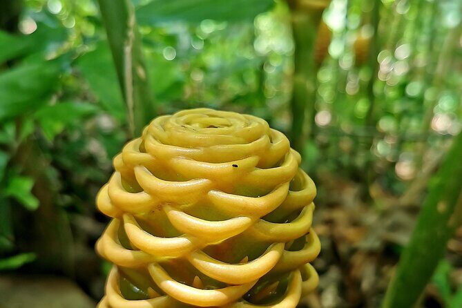 Taino Valley Tropical Park Puerto Plata Tubagua - Pickup, mobile tickets, and how to plan your day