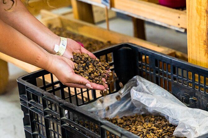 The Coffee Experience - Where to go and when: Dominicus Village and a 10:00 start