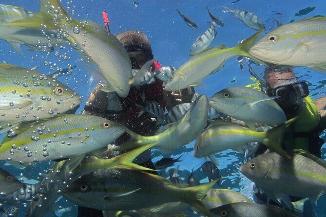 VIP Fascinating Boat Ride & Snorkeling at Sosua Bay - BBQ, snacks, and the open bar: what you’re really paying for