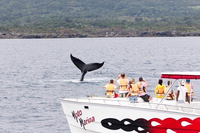Whale watch tour from Santo Domingo with Bacardi Island and lunch included - The 5:30am Start: How the Long Morning Drive Works