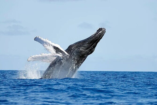 Whale watching and Montana Redonda - Key takeaways before you go