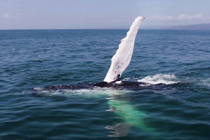 Whale watching and Montana Redonda - Miches breakfast, then back to port: the timing that keeps the day fun