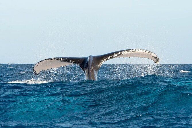 Whale watching and Montana Redonda - Included food and drinks: small details that make the day smoother