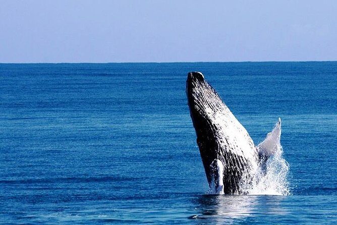 Whale Watching in Samana - Key Points to Know Before You Go