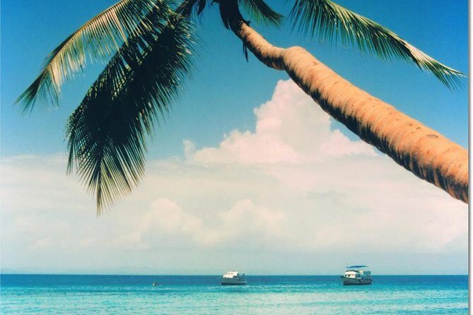 Whale Watching in Samana - Whale Watching in Samana Bay: What You Can Expect to See