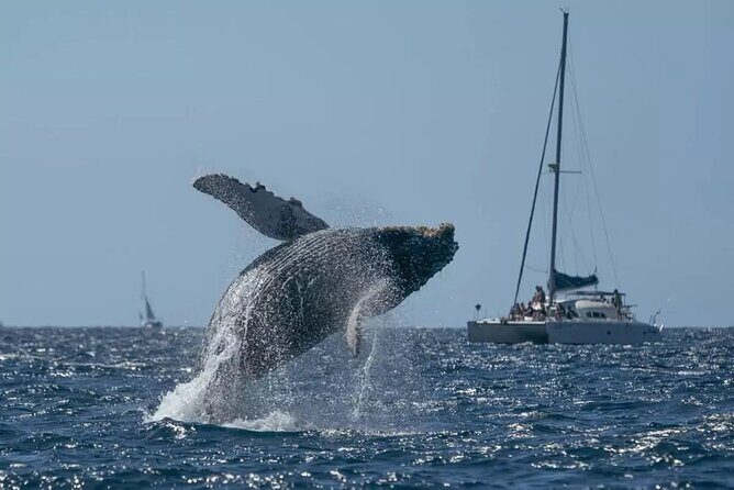 Whale Watching in Samaná Bay + Bacardi Island Beach- Full DayTrip - Key Highlights You’ll Feel on the Day