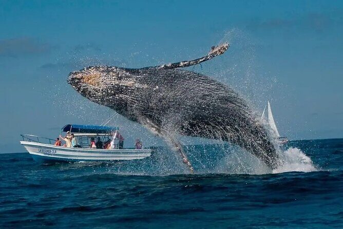 Whale Watching in Samaná Bay + Bacardi Island Beach- Full DayTrip - Why Samaná Bay Humpback Whales Hit Different in January–March