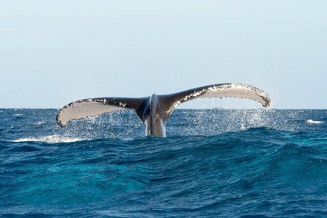 Whale Watching in Samaná Bay + Bacardi Island Beach- Full DayTrip - Samaná Bay on a 360° Catamaran: Closest-Viewing Rules and Spray Reality