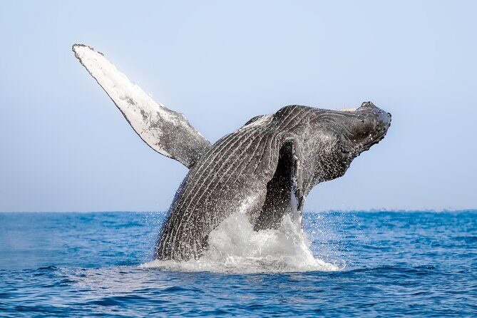 Whale Watching in Samaná Bay + Bacardi Island Beach- Full DayTrip - When It’s Whale Time, Focus on the Moment (Not the Clock)