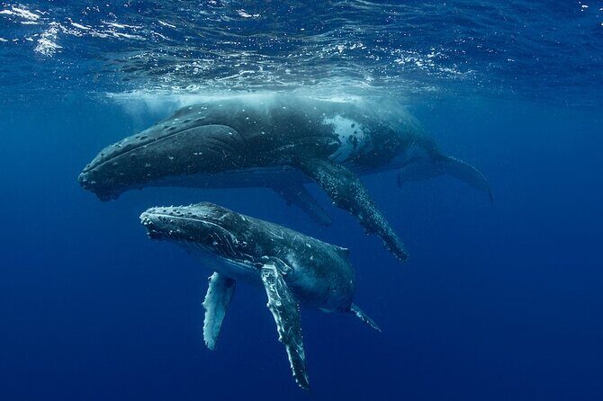 Whale Watching in Samaná Bay + Bacardi Island Beach- Full DayTrip - Cayo Levantado (Bacardi Island): Beach Chairs, Turquoise Water, and Real Unplug Time