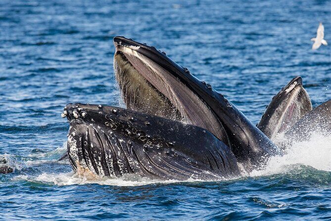 Whale Watching in Samaná Bay + Bacardi Island Beach- Full DayTrip - Lunch Buffet and Drinks: What’s Included (and What You’ll Pay For)