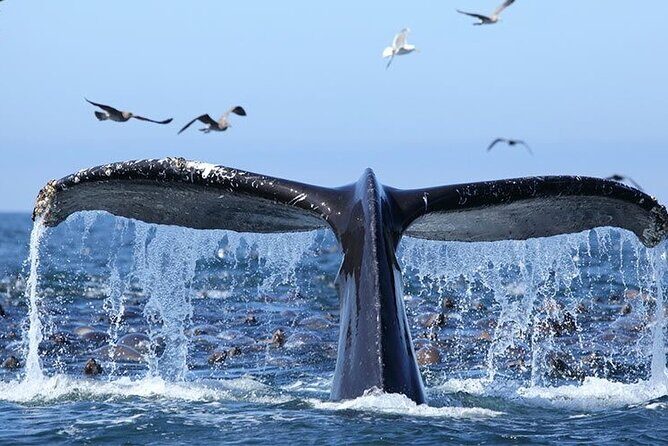 Whale Watching in Samaná Bay + Bacardi Island Beach- Full DayTrip - Price and Value: Is $169 Worth It?