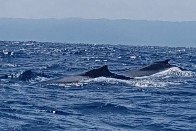 Whale Watching in Samana - Early Breakfast After Pickup: A Small Thing That Helps a Lot