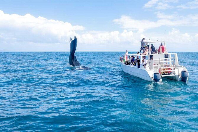Whale Watching Tour in Samana - Quick Highlights: What You Can Expect