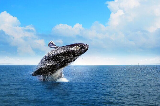 Whale Watching Tour in Samana - Why Samana Whale Watching Feels Different