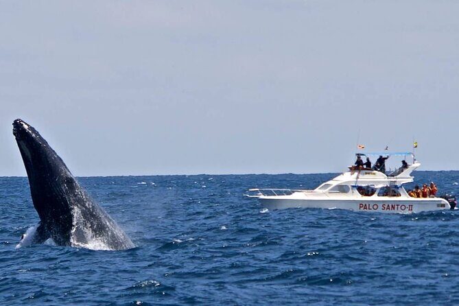 Whale Watching Tour in Samana - Price and Value: What $100 Buys in Real Terms