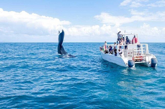 Whale Watching Tour in Samana - Getting the Timing Right: 9:00 AM Start and Real-World Dock Waits