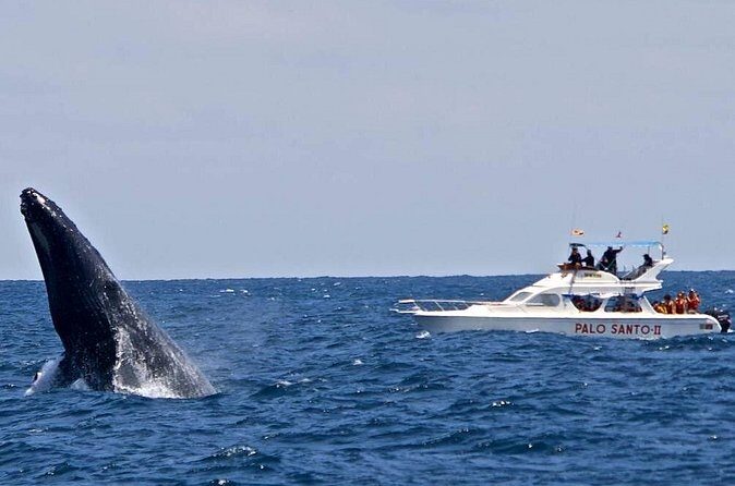 Whale Watching Tour in Samana - Guide Energy and the Difference It Makes